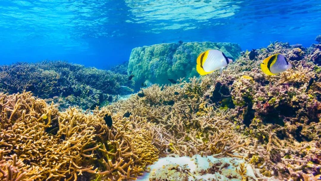 NASA 已经开始呼吁玩家和感兴趣的人玩一个名为《NeMO-Net》的应用程序来研究珊瑚的种类和分布